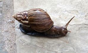 Siput Tanah Raksasa